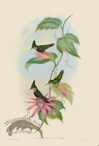 Gould Hummingbird 206